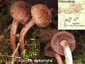 Inocybe leptophylla-amf557